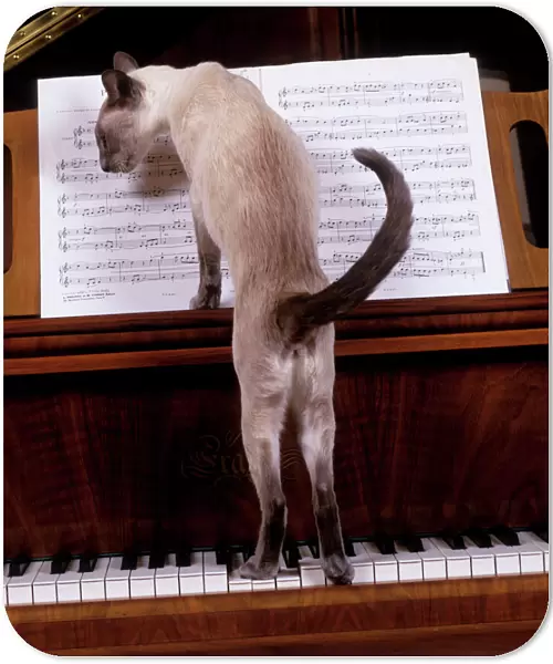 Cat - blue siamese standing on piano reading music
