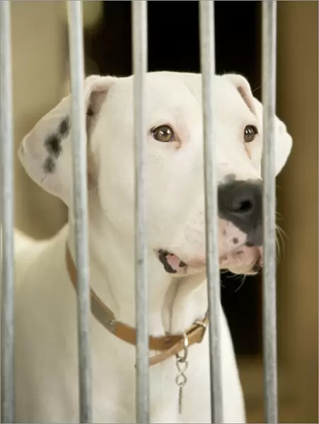 Mongrel Dog - behind bars