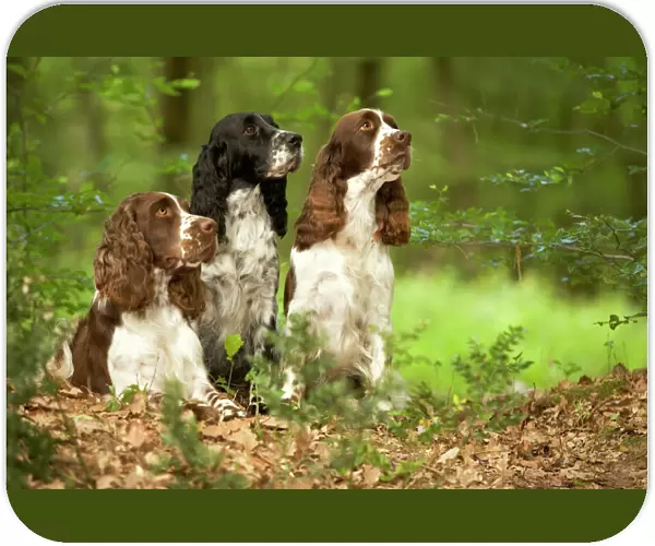 Dog - English springer spaniels in woodland