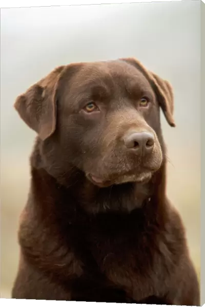 Chocolate Labrador -close-up of face