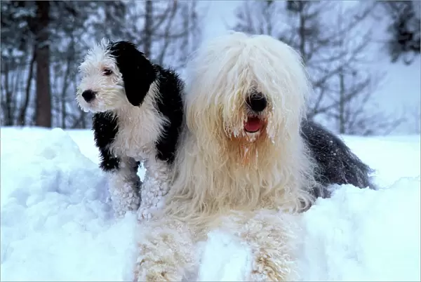 Old English Sheepdog in snow