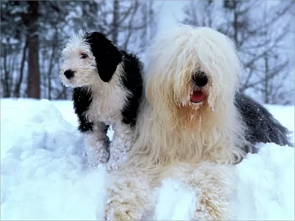 Old English Sheepdog in snow