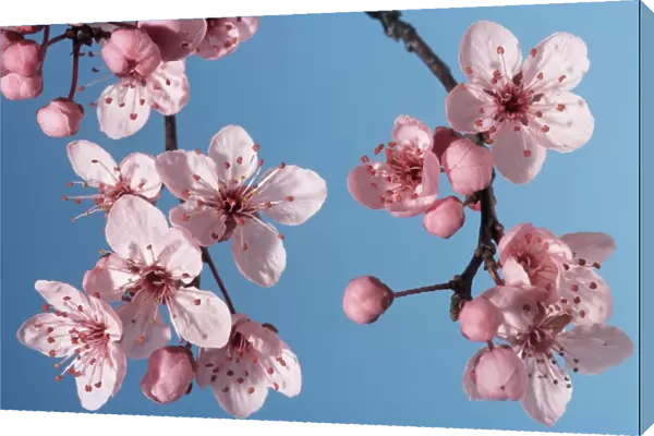 Bush cherry  /  Japanese almond cherry  /  Japanese bush cherry