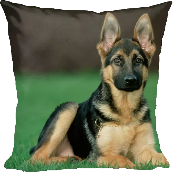 German Shepherd Dog - Young lying on grass