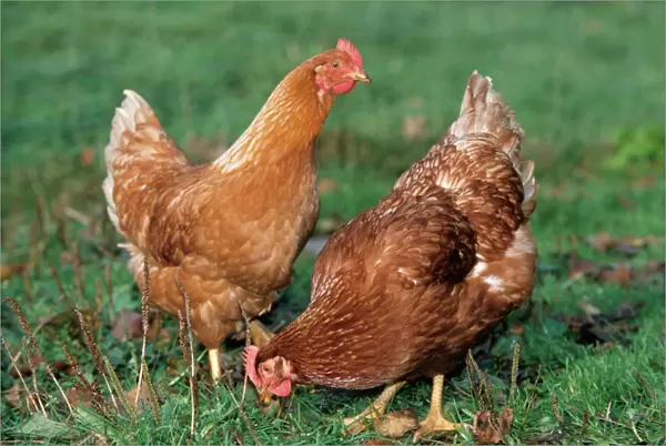 Chickens - two in grass