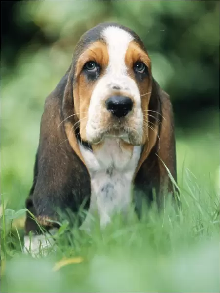 Dog - Basset Hound puppy