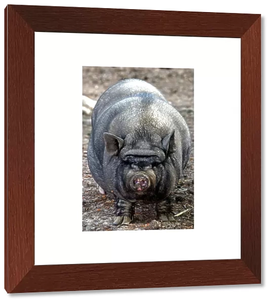 Pot- bellied Pig