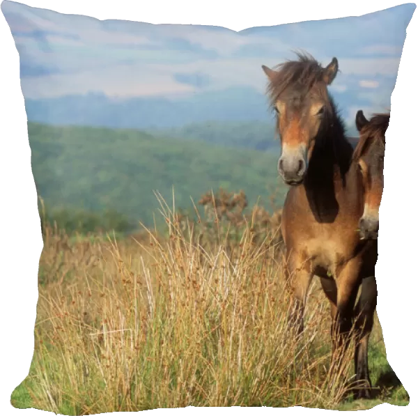 Exmoor Ponies Registered breed, ancient type. Ley Hill, Porlock, Exmoor