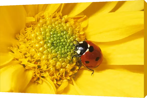 7-spot Ladybird UK