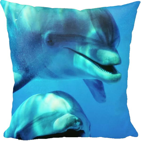 Bottlenose Dolphin - x2