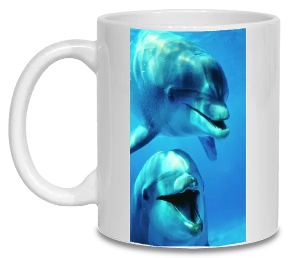 Bottlenose Dolphin - x2