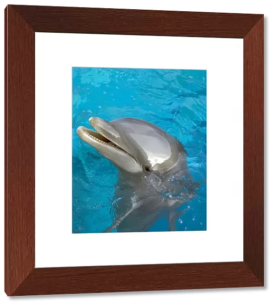Bottlenose Dolphin - at surface