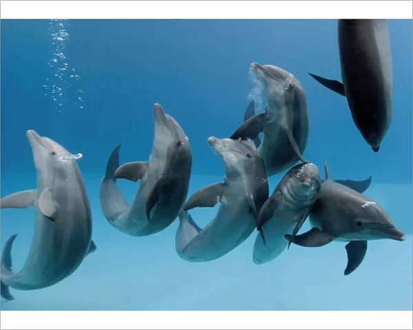 Bottlenose dolphins -group playing  /  dancing underwater
