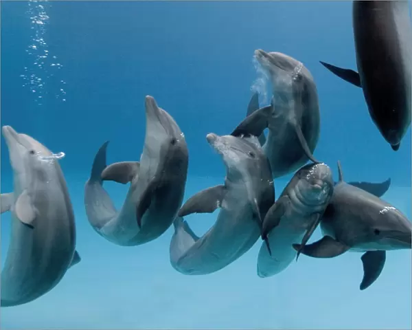 Bottlenose dolphins -group playing  /  dancing underwater