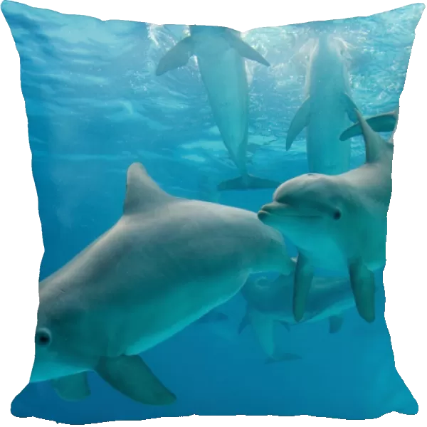 Dolphins - group underwater