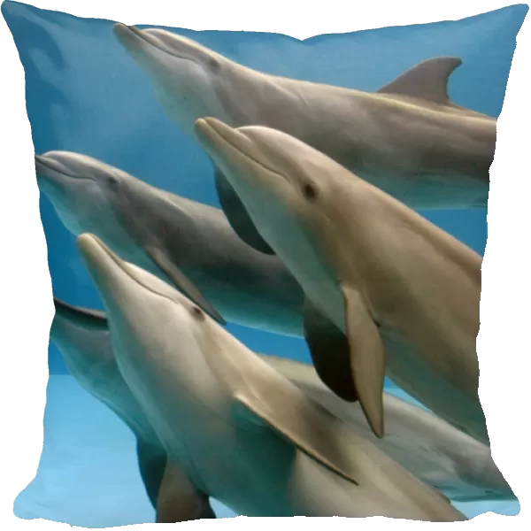 Bottlenose dolphins - swimming underwater