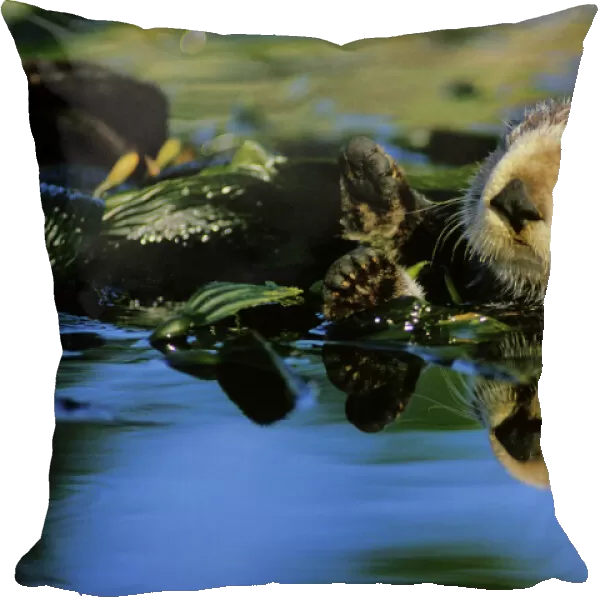 Sea Otter - resting in kelp bed California, USA