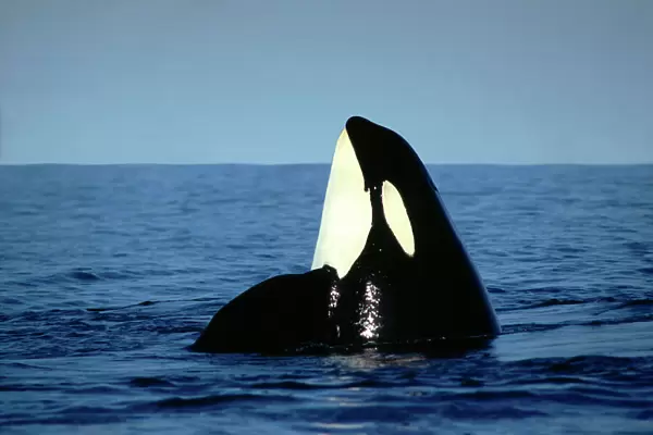 Killer  /  Orca Whale - spy hopping ML967P