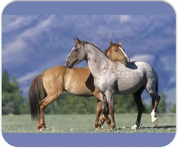 Wild Horse  /  Mustang Pryor Mountains, Montana, USA