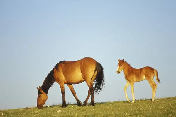 Wild Horse - Mare with young colt in field of wildflowers, Western USA WH428