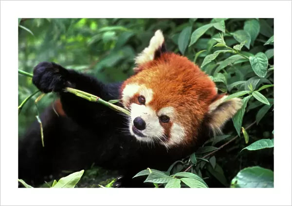 Red / Lesser Panda - Eating bamboo shoot. 2mu383 Wolong Nature Reserve, China