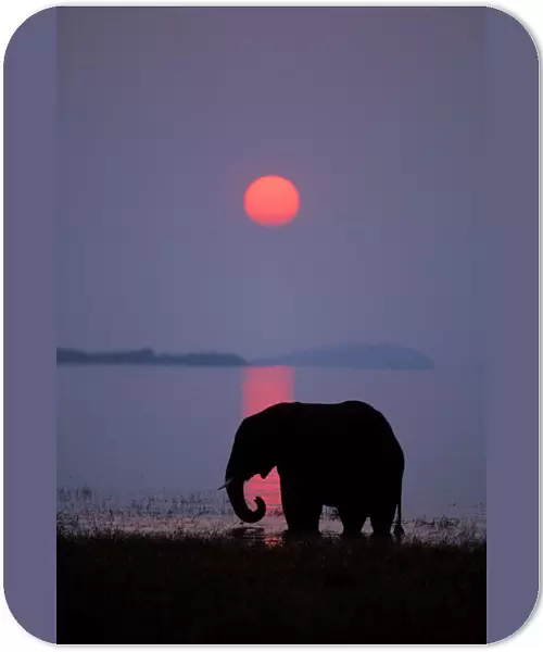 African Elephant. Feeding along shore of Lake. Lake Kariba, Matusadona National Park, Zimbabwe. Sunset. Odd sunset caused by smoke from fires in Zambia, Africa. 3ME408