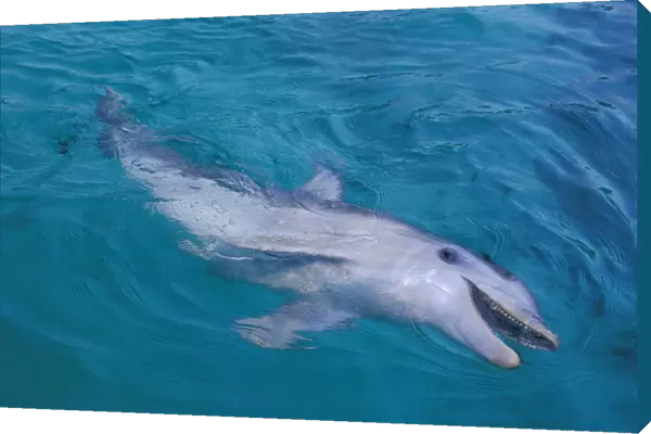 Bottlenosed dolphin