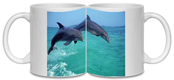 Bottlenosed Dolphins - jumping Pacific Ocean off coast of Honduras