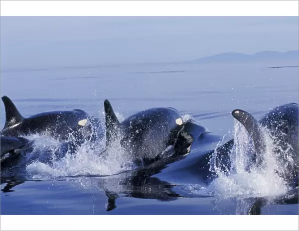 Orca Whales - porpoising (way of swimming) in Puget Sound. ml991