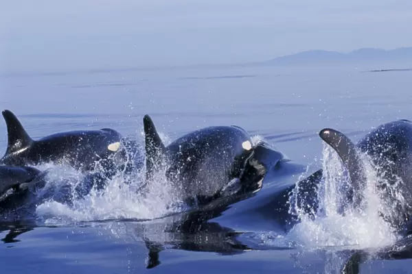 Orca Whales - porpoising (way of swimming) in Puget Sound. ml991