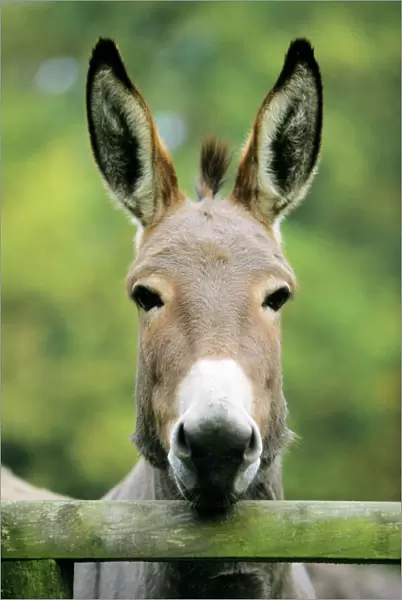 Donkey - looking over fence Hessen, Germany