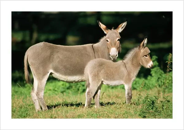 Donkey - mother with foal