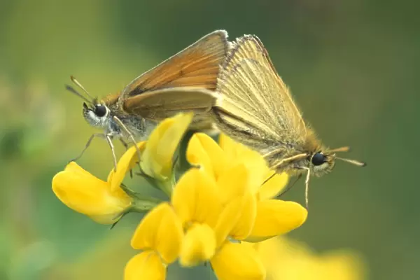 Essex skipper - Male and female mating on common birdsfoot-trefoil