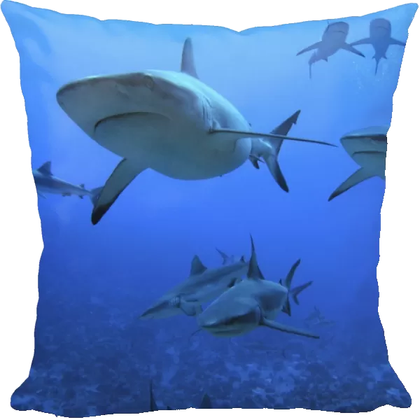 Grey Reef Sharks - swimming into Fakarava Lagoon to feed. Tumotos, French Polynesia