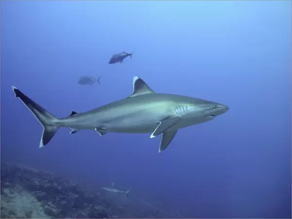 Silvertip Shark - potentially dangerous. Found Tropical Indo Pacific Shark Reef, Fiji Islands