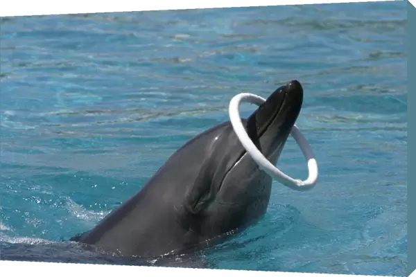 Indian Ocean Bottlenose Dophin - with ring around nose