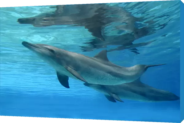 Bottlenose Dolphin - Swimming underwater