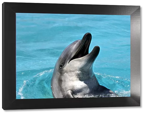 Bottlenose Dolphin - With head out of water and mouth open