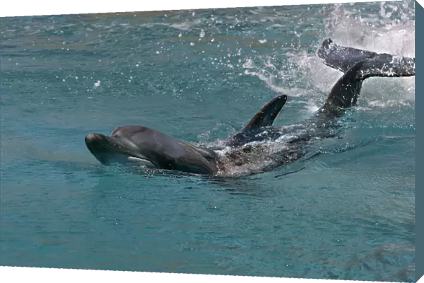 Bottlenose Dolphin - Swimming through water