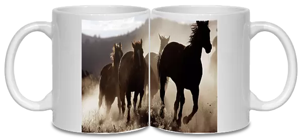 Quarter  /  Paint Horses - running. Ponderosa Ranch - Seneca - Oregon - USA