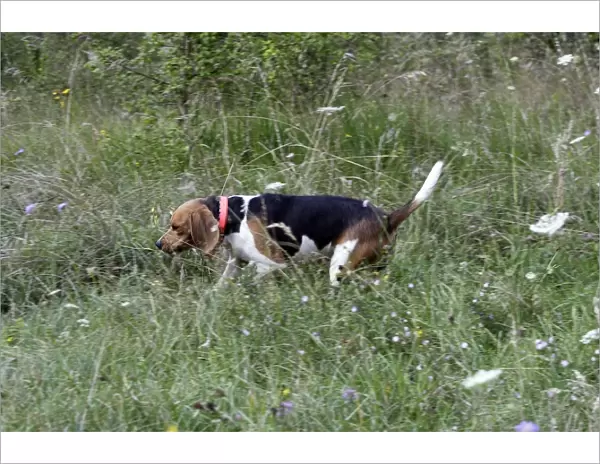 Beagle - hunting the wild boar. France