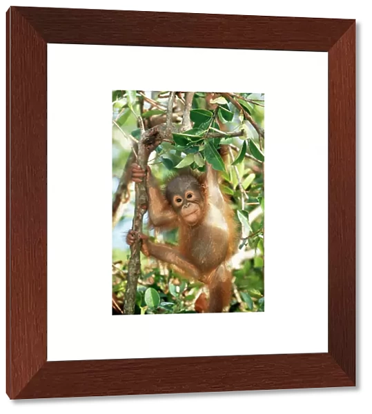 Orang-utan Baby, hanging off tree, Borneo