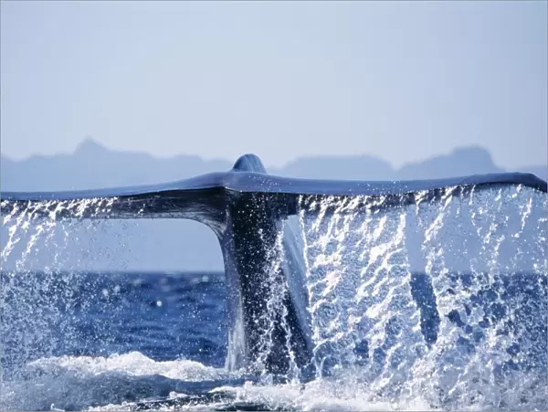 Blue Whale - tail fluke