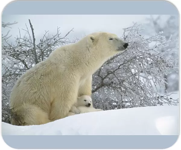 Polar Bear - Adult sitting asleep with cubs resting between front paws. In snow. Canada