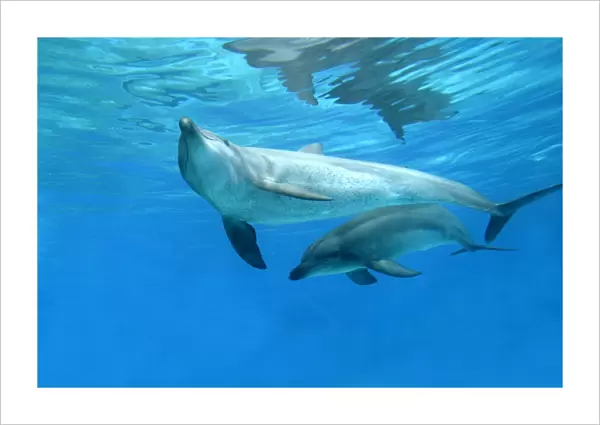 Bottlenose Dolphins. Dolphinarium, Port Elisabeth. South Africa