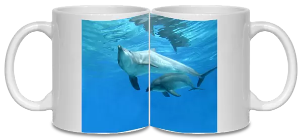Bottlenose Dolphins. Dolphinarium, Port Elisabeth. South Africa