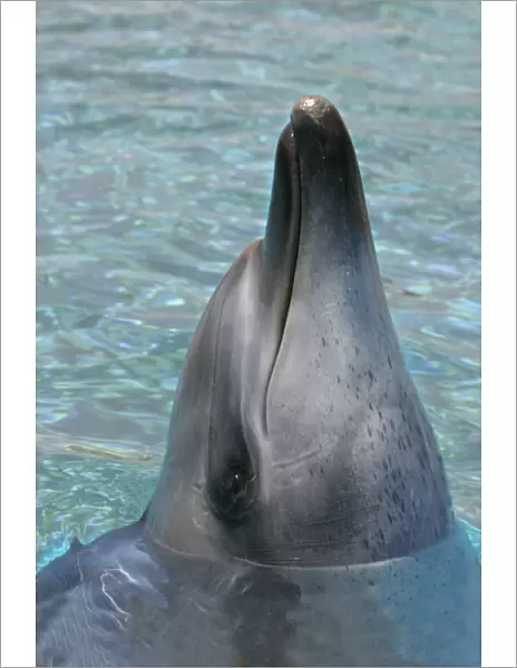 Indian Ocean Bottlenose Dolphin Delphinarium Port Elisabeth, South Africa