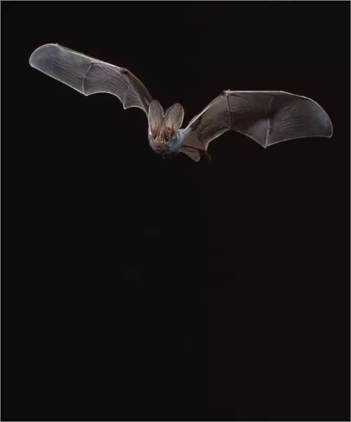 False Vampire  /  Ghost Bat - In flight at night northern Australia BIR00274
