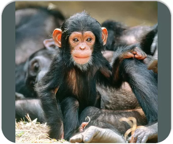 Eastern Long-haired Chimpanzee - baby