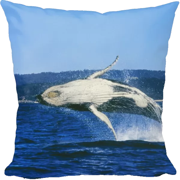 Humpback Whale Young, about 10m long. Breaching off Montague Island, New South Wales, Australia
